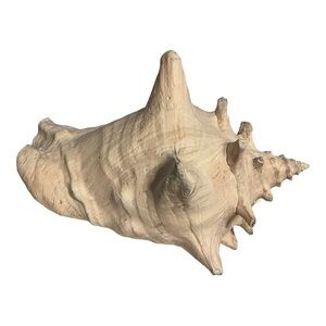 Conch shell large natural sea ocean beach decor staging prop 8” x 6.5”.